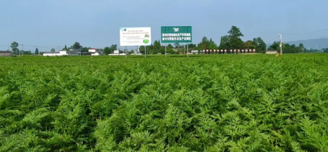 喜报 | 我校支持建设的四川彭州川芎科技小院获批国家级科技小院